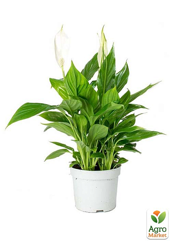 Спатифілум "Bellini Make Up" висота 55-65см - фото 2