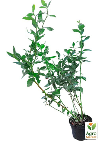 Голубика 3-х летняя "Блюджей" (Bluejey) С3 высота 60-80см - фото 5