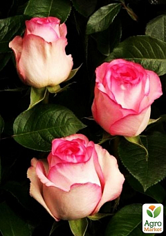 Троянда чайно-гібридна "Белла Віта" (саджанець класу АА +) вищий сорт2