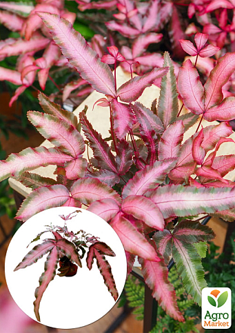 Птерис Критский "Make-up Pink"