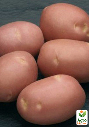 Насіннєвий среднепоздний картопля "Моцарт" (на жарку, 1 репродукція) 1кг - фото 2