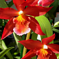 Орхідея Камбрія "Шайєнн" цена
