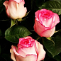 Троянда чайно-гібридна "Белла Віта" (саджанець класу АА +) вищий сорт