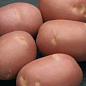 Насіннєвий среднепоздний картопля "Моцарт" (на жарку, 1 репродукція) 1кг купить