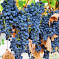 Виноград "Маркетт" (винный сорт, болезнеустойчивый, морозоустойчивый) цена