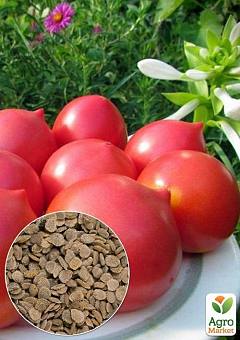 Черная мошка на помидорах и как с ней бороться - Agro-Market
