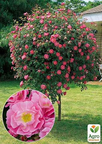 Троянда штамбова "Magic Meillandecor" (саджанець класу АА +) вищий сорт 1 саджанець в упаковці