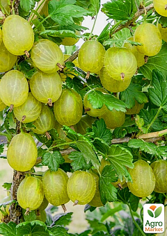Крыжовник "Хиннонмаки Еллоу" 2х-летний, укорененный в контейнере 14