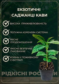 Кава "Арабіка" зростання 10-15 см1