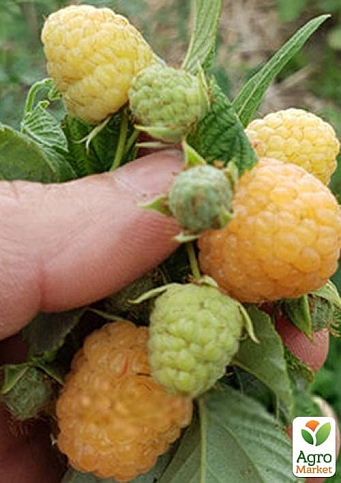 Малина "Зюгана Голд" вкорінена в контейнері (ремонтантний сорт) - фото 6