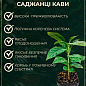 Кофе "Арабика" рост 10-15 см