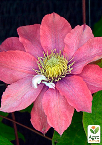 Клематис "Little Mermaid" - фото 10