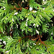 Кипарисовик нутканський "Variegata" (контейнер Р9)