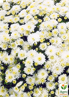 Хризантема мультифлора шарообразная "Jasoda White" 1