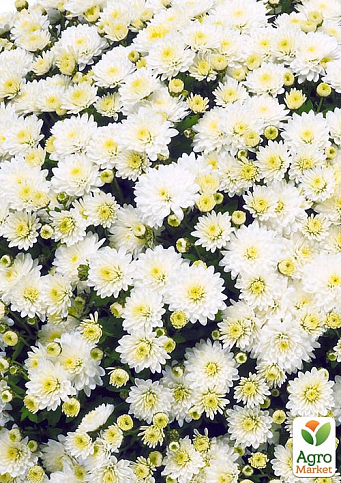 Хризантема мультифлора шарообразная "Jasoda White" 