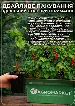 LMTD Йошта (гібрид смородини та аґрусу) "Jostaberry" (сортова, укорінена), висота 50–70 см.16