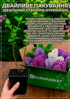 Сирень мелколистная "Flowerfesta Рink"27