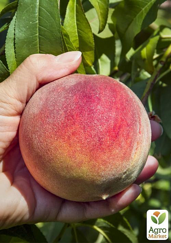 Персик "T-5 Топ Свит" (летний сорт, поздний срок созревания) - фото 6