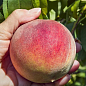 Персик "T-5 Топ Свит" (летний сорт, поздний срок созревания)