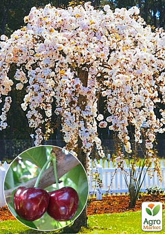 Черешня Плакуча (Weeping cherry) (вік від 2-х років, висота 150-190см)2