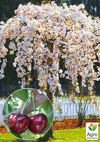Черешня Плакуча (Weeping cherry) (вік від 2-х років, висота 150-190см)