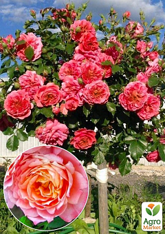Окулянты Розы на штамбе «Briosa»1