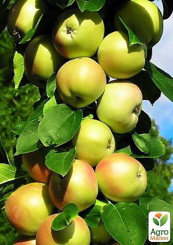 Яблуня колоновидна "Болеро" (осінній сорт)