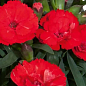 Гвоздика Махрова "Carmen Red"