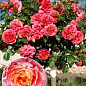 Окулянти Троянди на штамбі «Briosa»