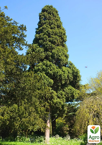 Кипарис Гималайский 3-х летний (Cupressus Torulosa) С1,5 высота 70-80см - фото 2