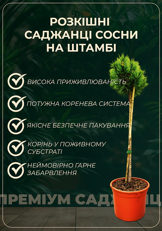 Сосна на штамбі "Беран" (Pinus parviflora "Beran") С2, висота від 30-50см