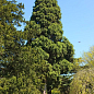 Кіпаріс Гімалайський 3-х річний (Cupressus Torulosa) С1,5 висота 70-80см купить