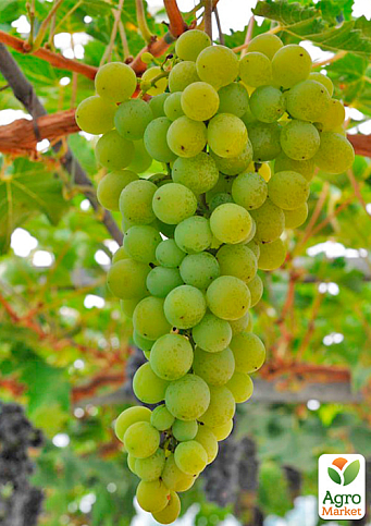 LMTD Виноград "Muscat of Alexandria" (сортовой, укорененный) - фото 3