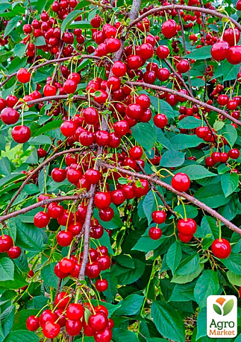 Вишня "Солидарность" (летний сорт, среднеспелый срок созревания)