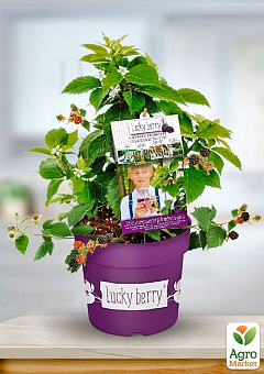 LMTD Ежевика  ремонтантная 2-х летняя "Lucky Berry" (высота 40-60см, горшок С5)12