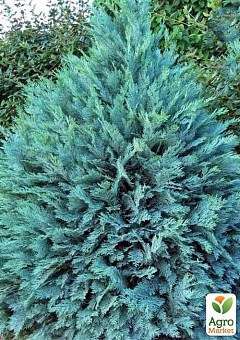 Кіпарисовик Lawsoniana "Pembury Blue" вазон P92