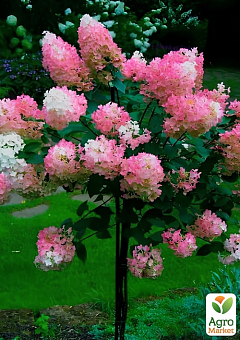 Гортензия метельчатая на штамбе "Living-Strawberry Blossom" высота 70-100см1