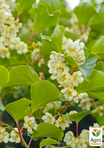 LMTD Актинидия "Issai" (женский сорт, укорененный) - фото 2