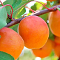 Абрикос "Десертный" (летний сорт, средний срок созревания)