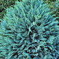 Кипарисовик Lawsoniana "Pembury Blue" вазон П9