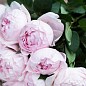 Роза флорибунда "Peony Pink"(Пиони Пинк) купить