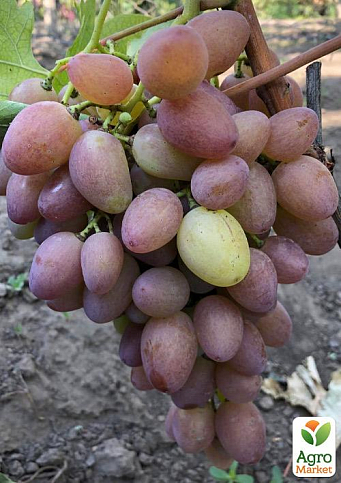 Виноград "Бонапарт" (крупная гроздь, сочная сладкая ягода)