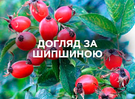 Догляд за шипшиною: полив, обрізка та підживлення | Agro-market