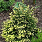 Ялина східна "Aureospicata" С4, висота 40-50см цена