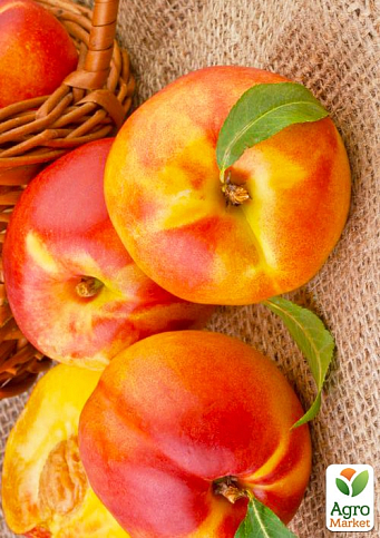 Эксклюзив! Нектарин желтый с ярким румянцем "Спокуса" (Temptation) (премиальный устойчивый к заболеваниям сорт, среднепозднего срока созревания)