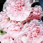 Гвоздика Махровая "Pink Ruffles" 