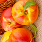 Эксклюзив! Нектарин желтый с ярким румянцем "Спокуса" (Temptation) (премиальный устойчивый к заболеваниям сорт, среднепозднего срока созревания)