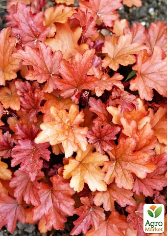 Гейхера (Heuchera) "Peach Flambe" - фото 5