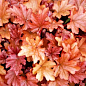 Гейхера (Heuchera) "Peach Flambe"