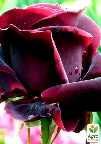 Роза чайно-гибридная "Черный принц" (саженец класса АА+) высший сорт - фото 2